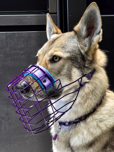 Customer photo review of Maulkorbberatung Glauchau/Sachsen