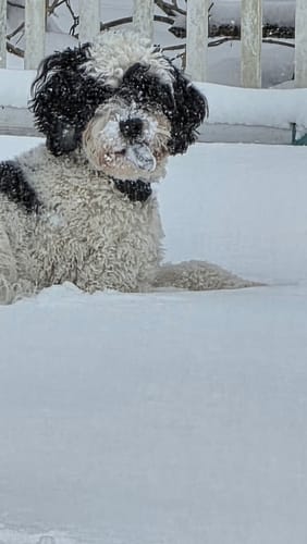 Customer's fluffy dog sitting in the snow after hiding her Blueberry Yak Chew.