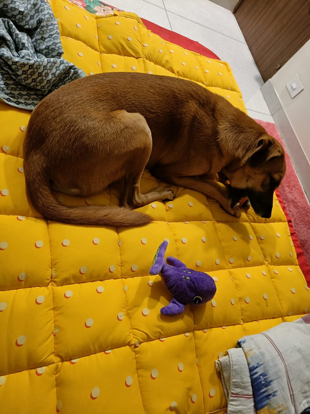 Customer photo review of Floofitons- Large