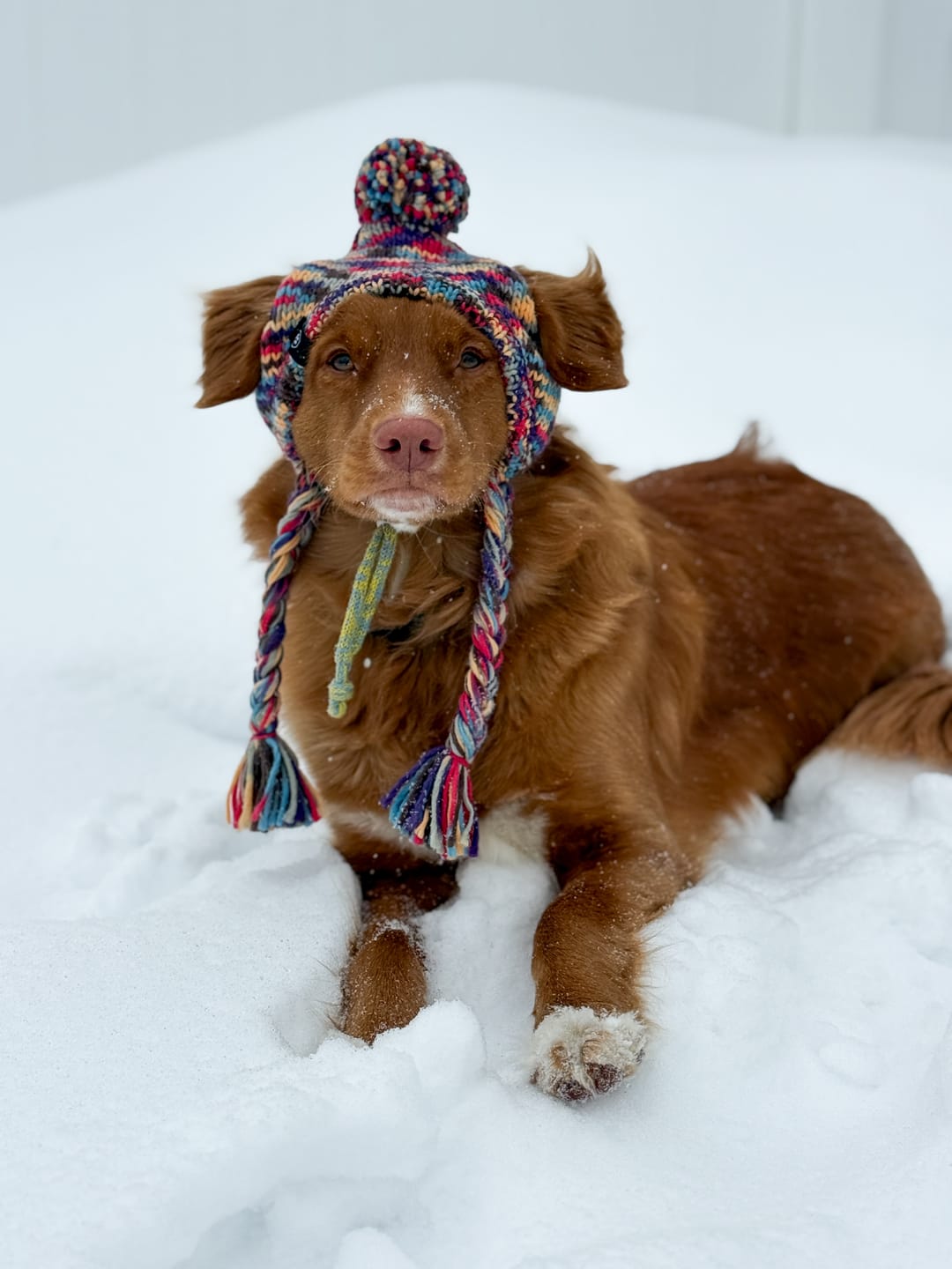 Customer photo review of Knit Pom Pom Dog Beanie Hat - Kaleidoscope
