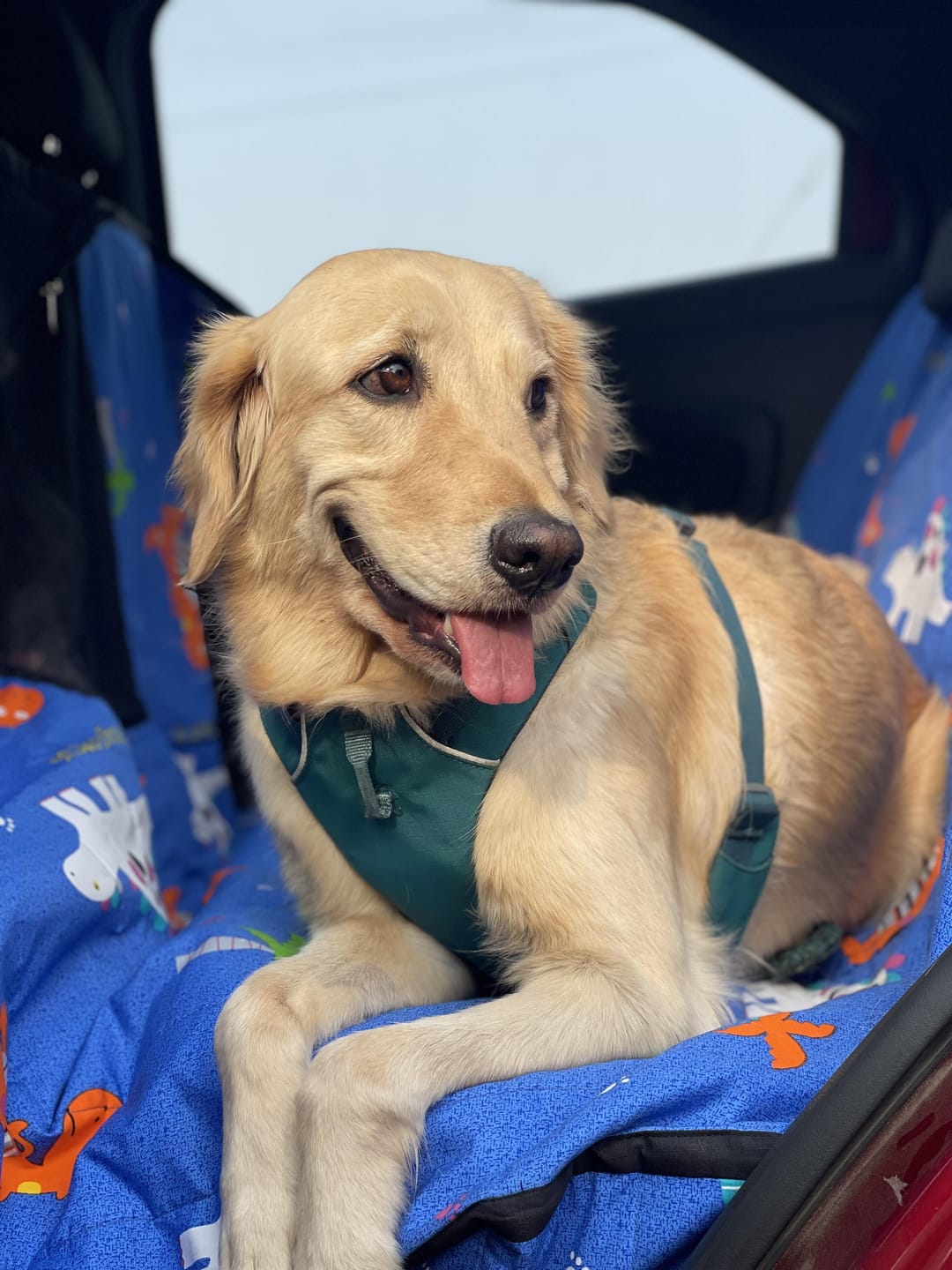 Customer photo review of Cotton Waterproof Dog Car Seat Cover- Half N Half