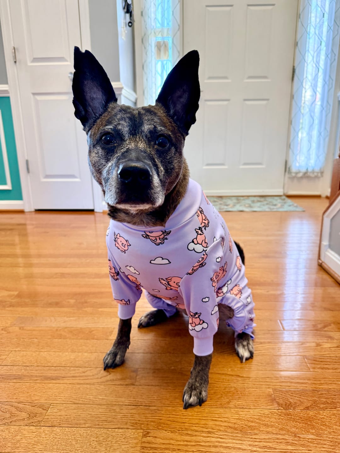 Customer photo review of Dog Pajama - When Pigs Fly