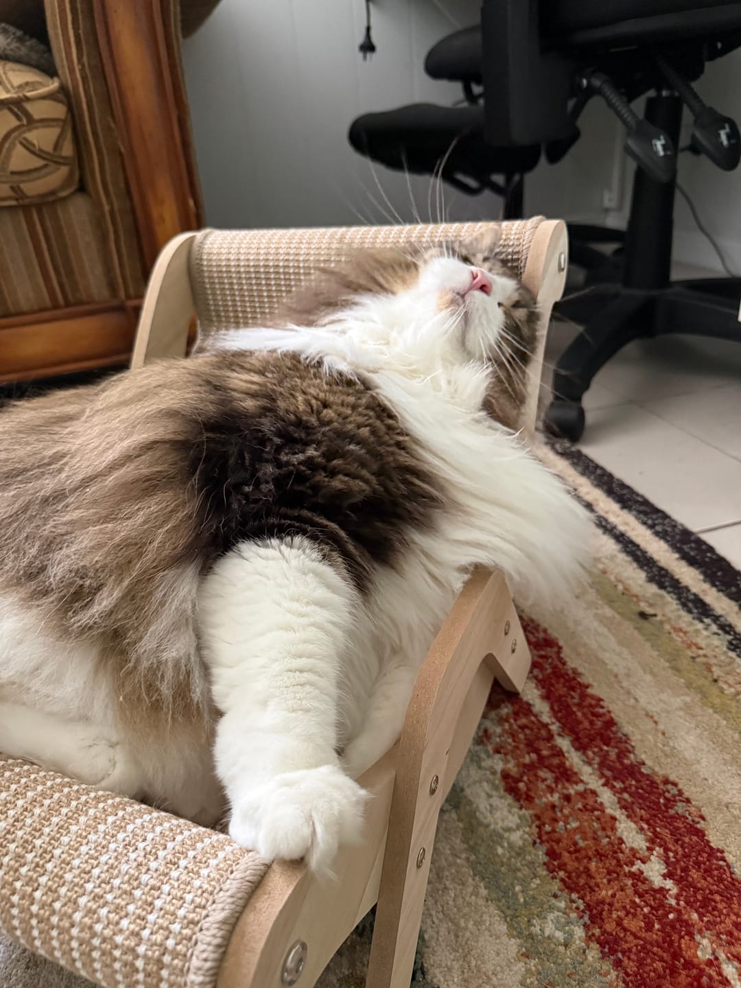 Customer photo review of Sisal Lounge Chair for Cats – Scratcher & Sofa in One