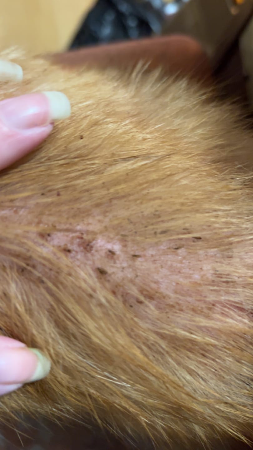Customer photo review of 3x Blisso Advanced Cat Probiotic