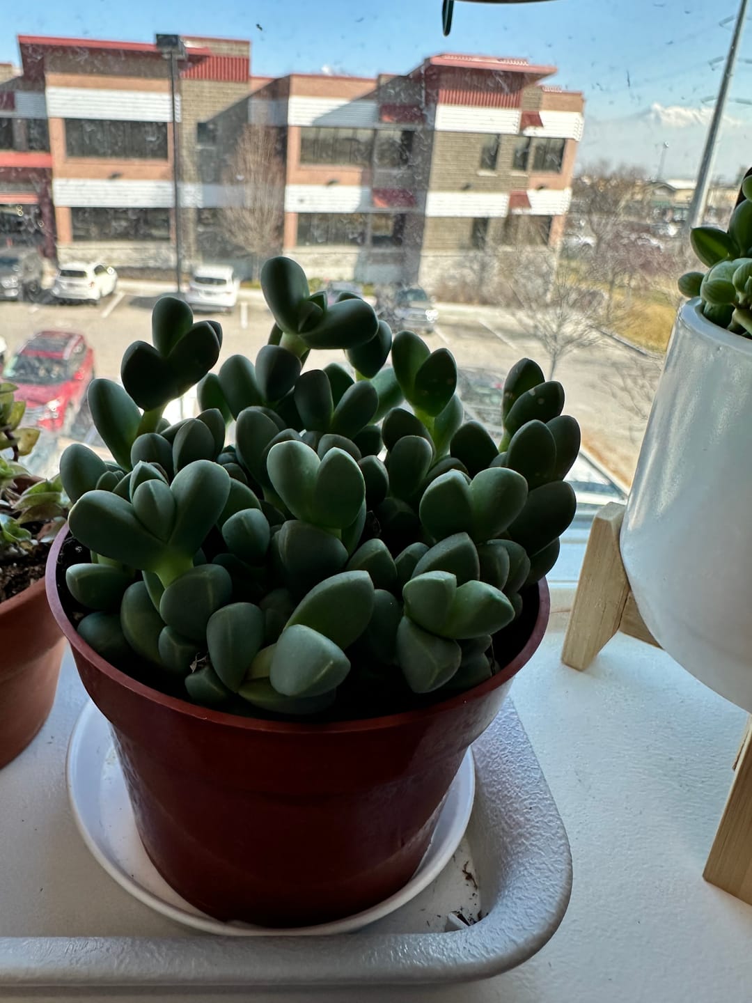 Customer photo review of Corpuscularia lehmannii - Ice Plant