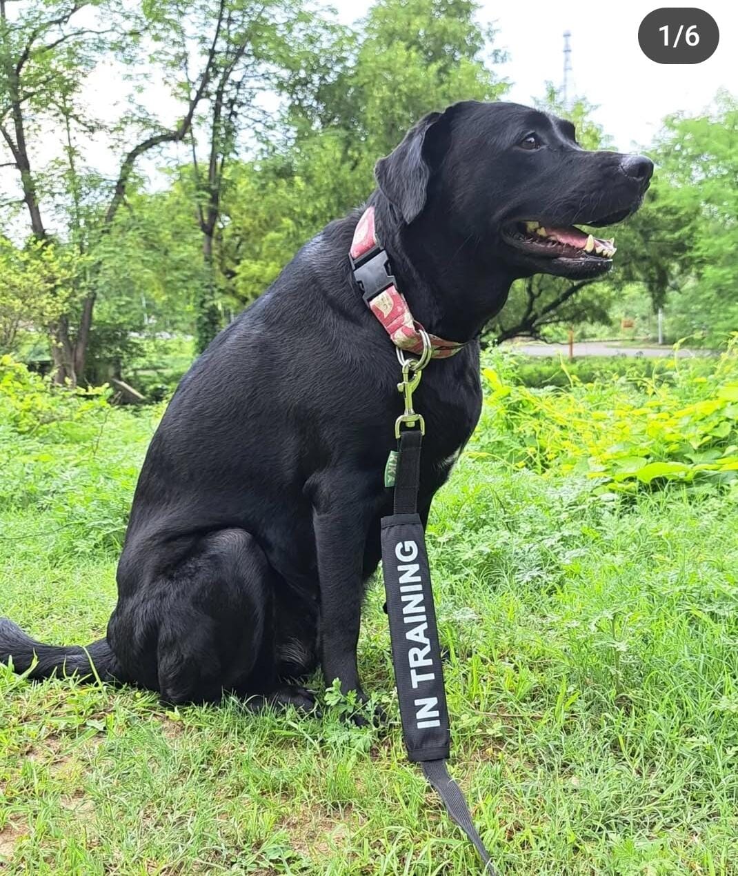 Customer photo review of PreOrder-Leash Sleeves