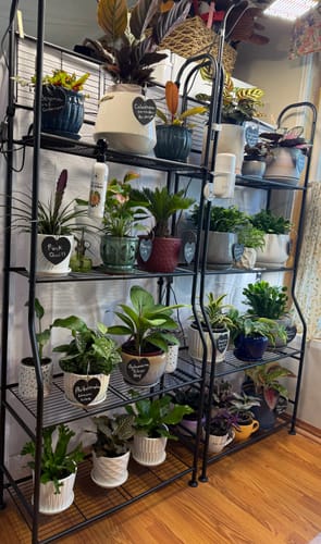 Reviewer's Houseplant Pest Spray seen with their large collection of healthy houseplants on black shelves.