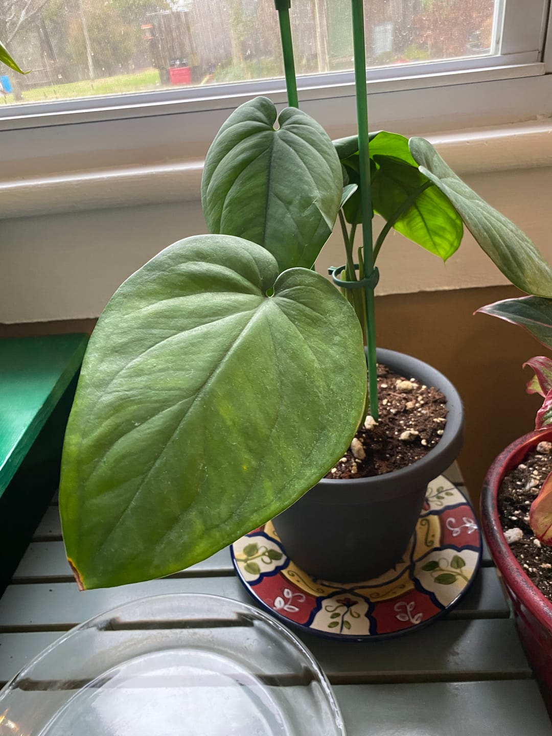 Customer photo review of Syngonium chiapense