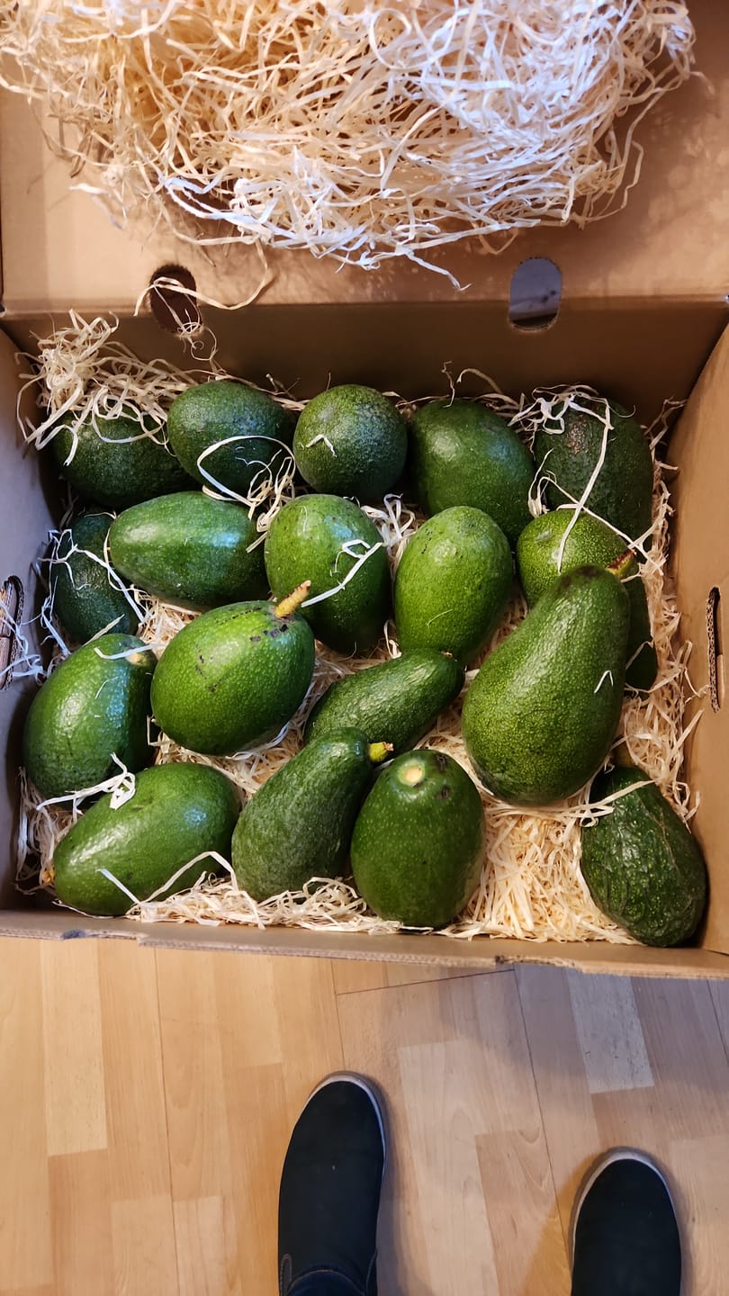 Customer photo review of Avocado Fuerte Bio von Julian Aktionspreis %