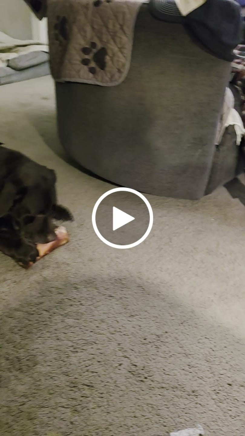 Customer video review of Smoked Pig Snouts