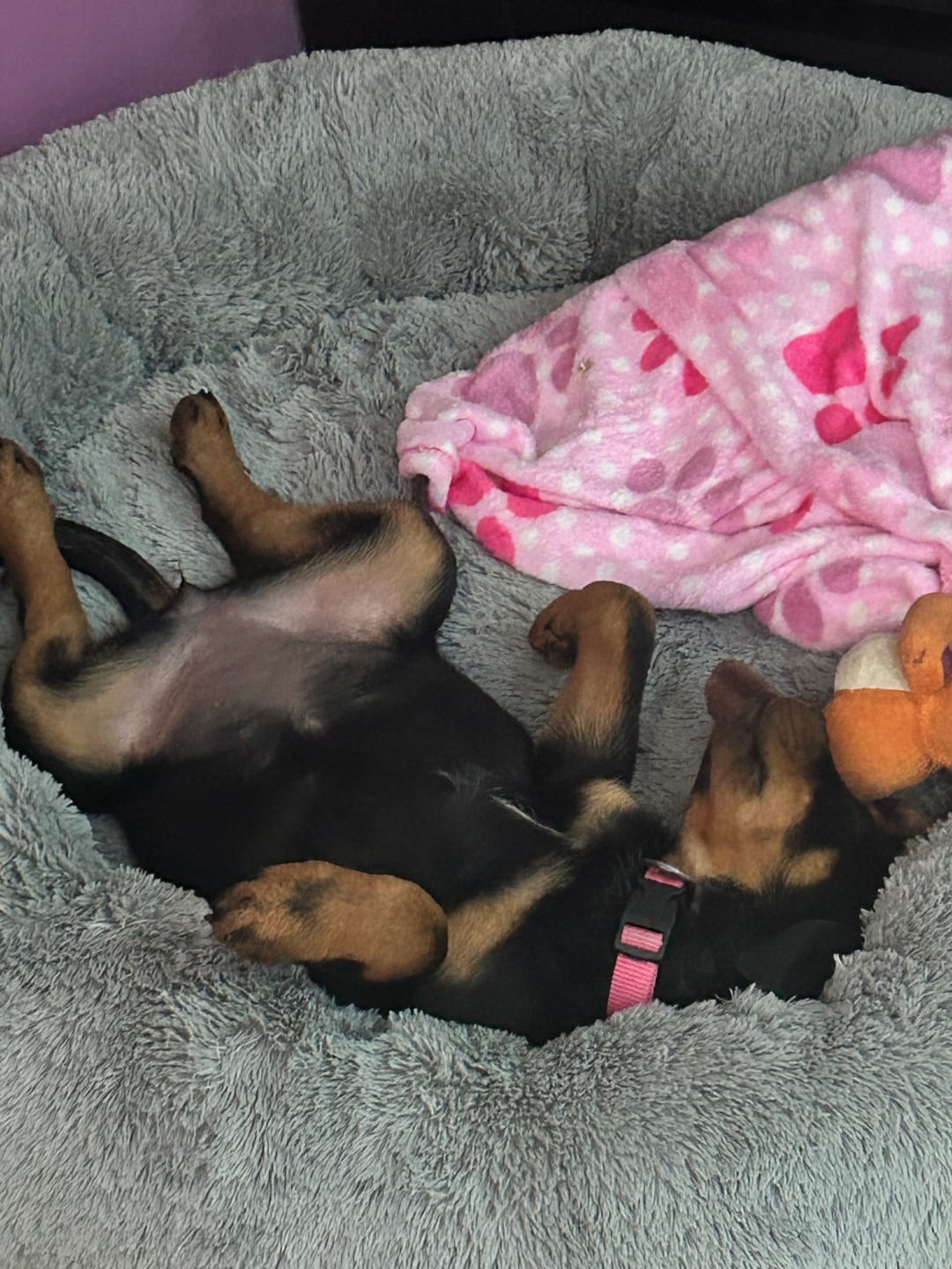 Customer photo review of Manta Relajante para Mascotas