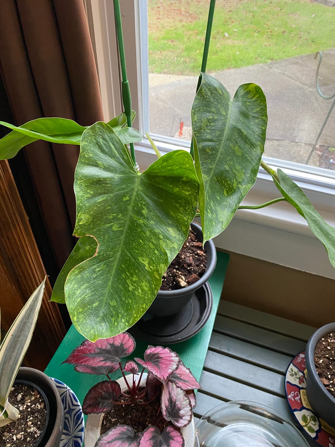 Customer photo review of Philodendron 'Jose Buono'