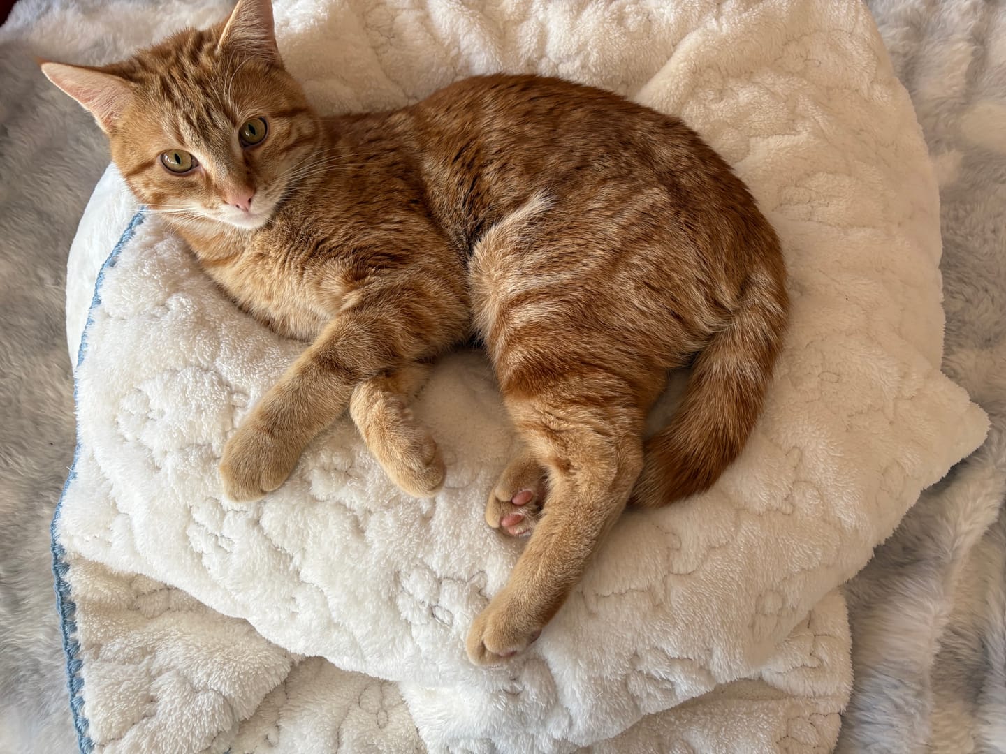Customer photo review of Sourdough Pudding Bed