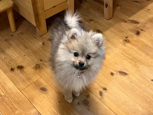 Customer photo review of FunFunPet 高機能ハーネス（お名前タグ作成サービス付き）