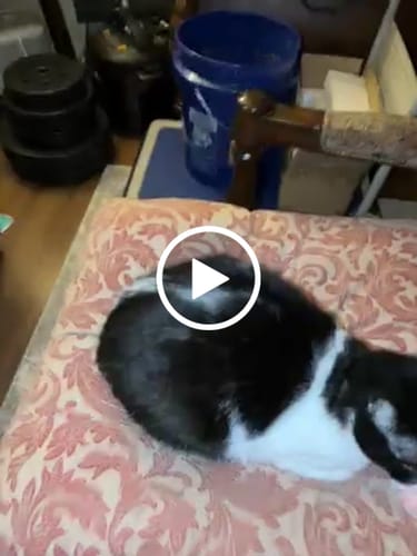 Customer video review of Cat Itchy Skin & Healthy Coat Remedy