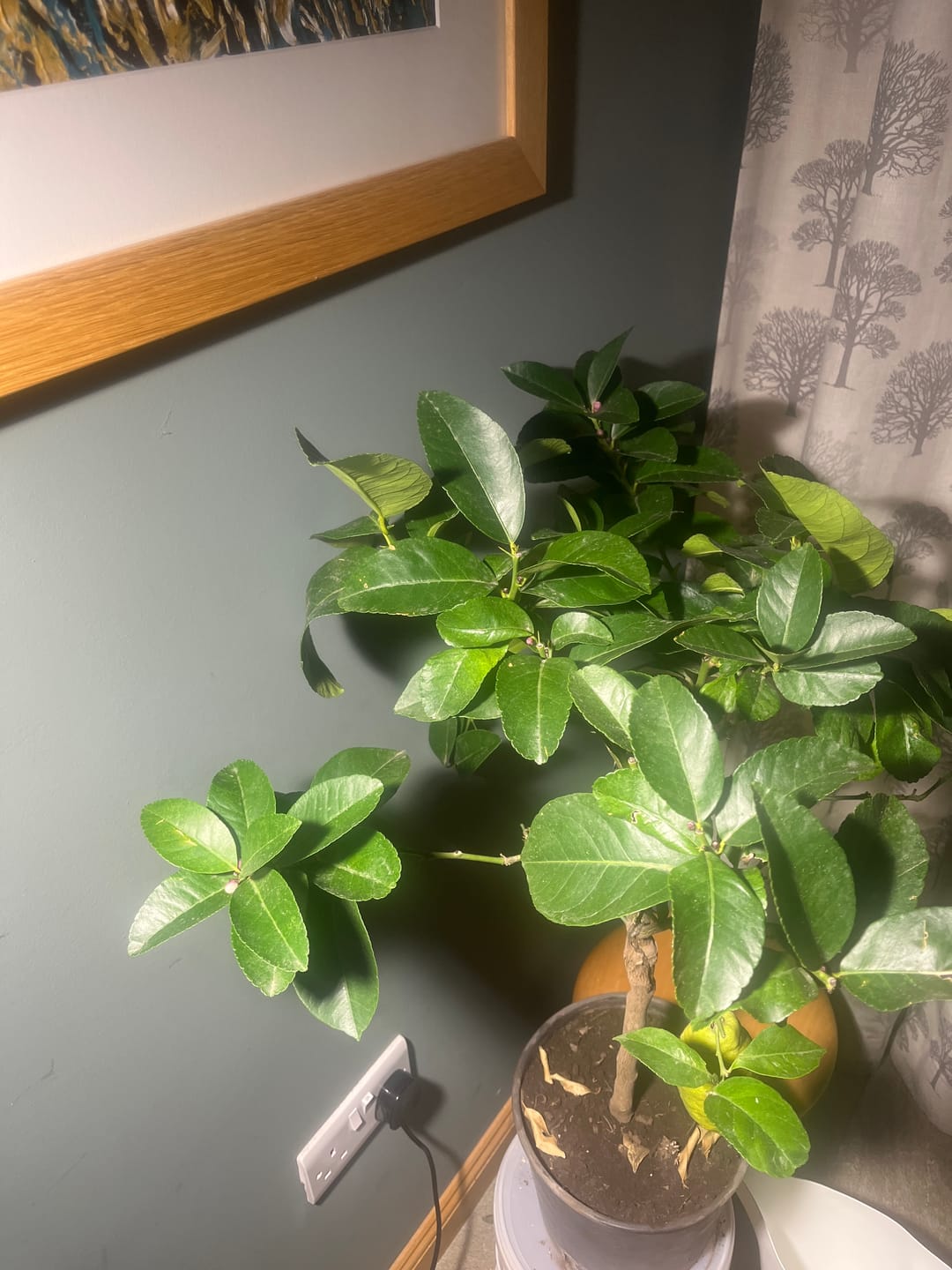 Customer photo review of Pianta LED Grow Light 3-Pack bundle