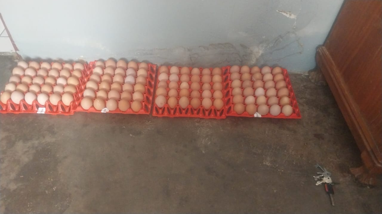 Customer photo review of Avi Layer & Breeder (Fertility, Egg Quality & Skeletal Support for All Birds)
