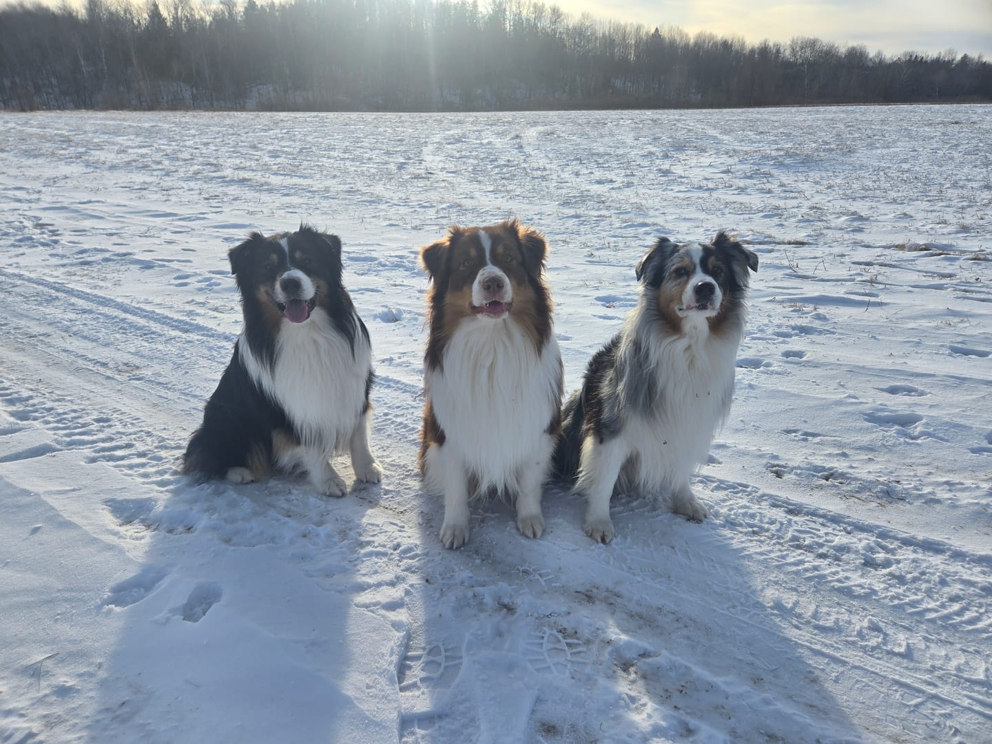Customer photo review of Himalayan Yak Chew (LARGE)