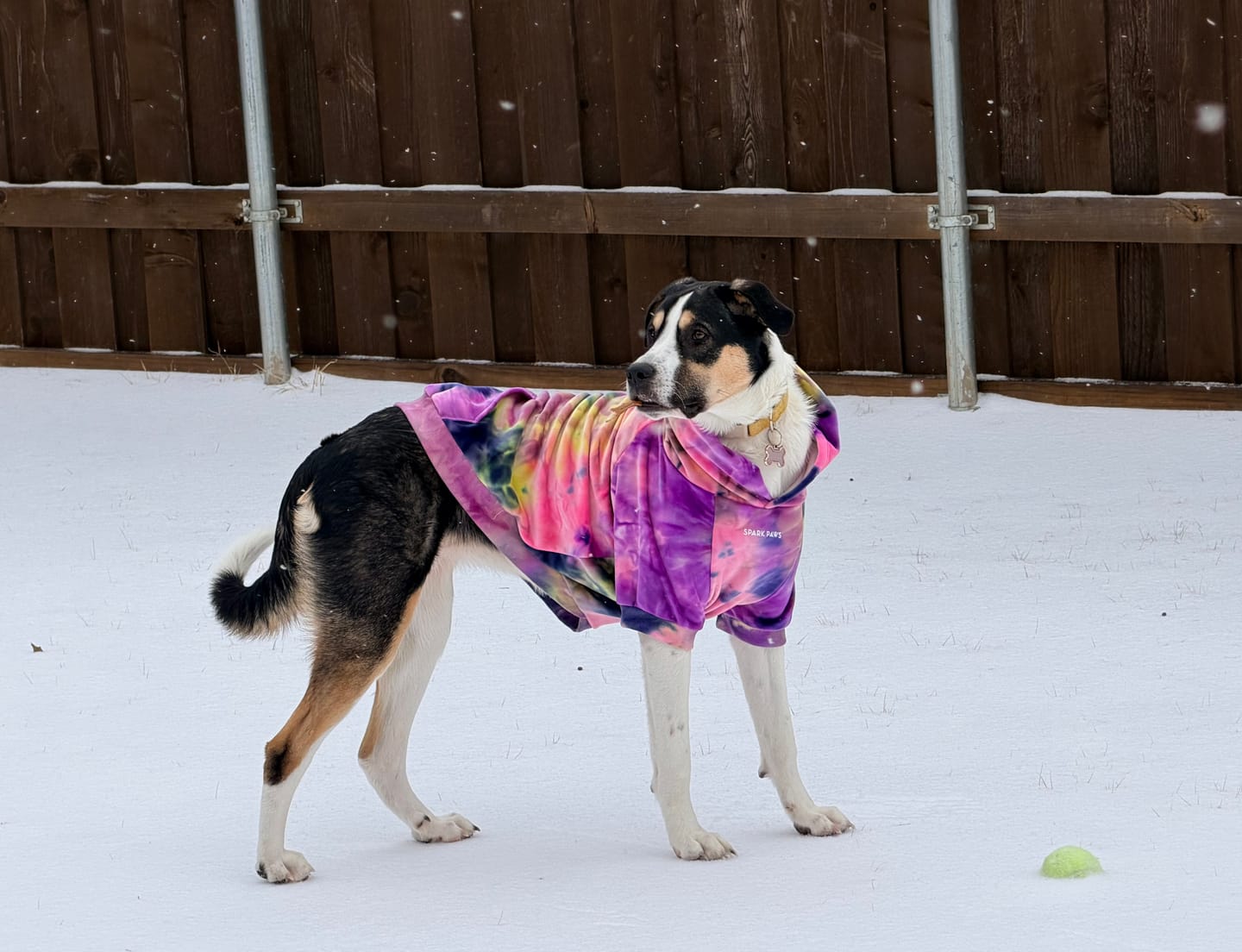 Customer photo review of Velvet Dog Hoodie - Berry Lemonade