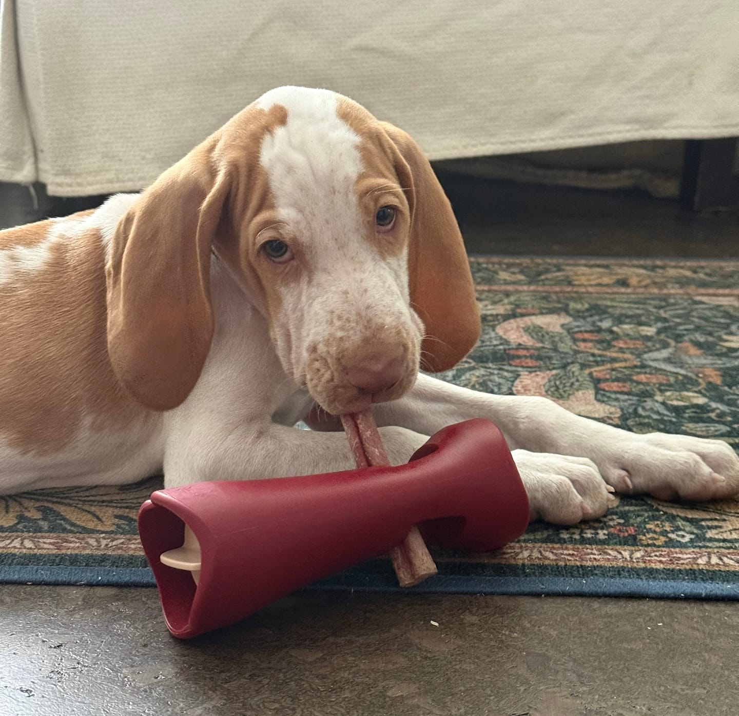 Customer photo review of Bully Stick Safety Holder