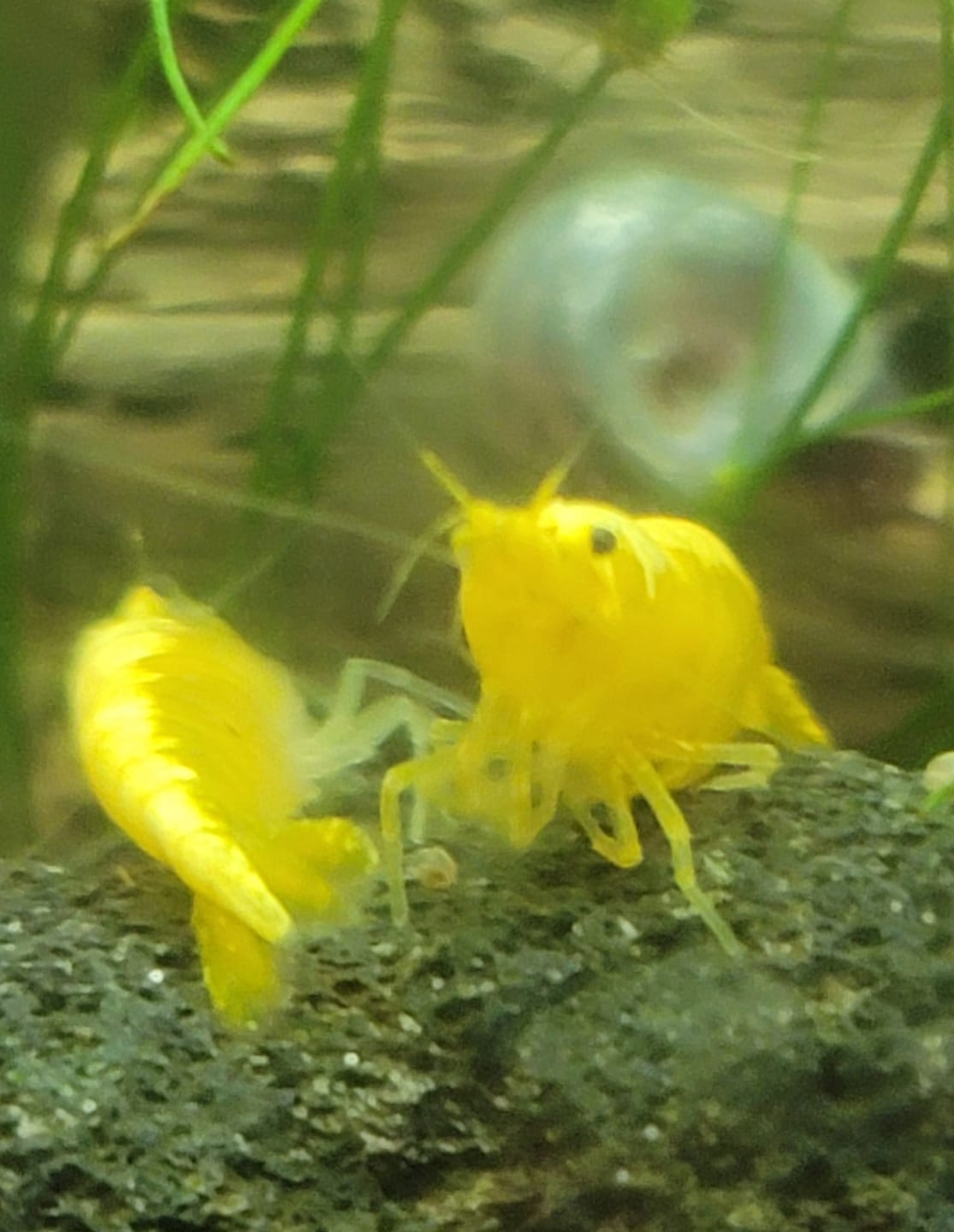 Customer photo review of Neon Yellow Shrimp "NEW"