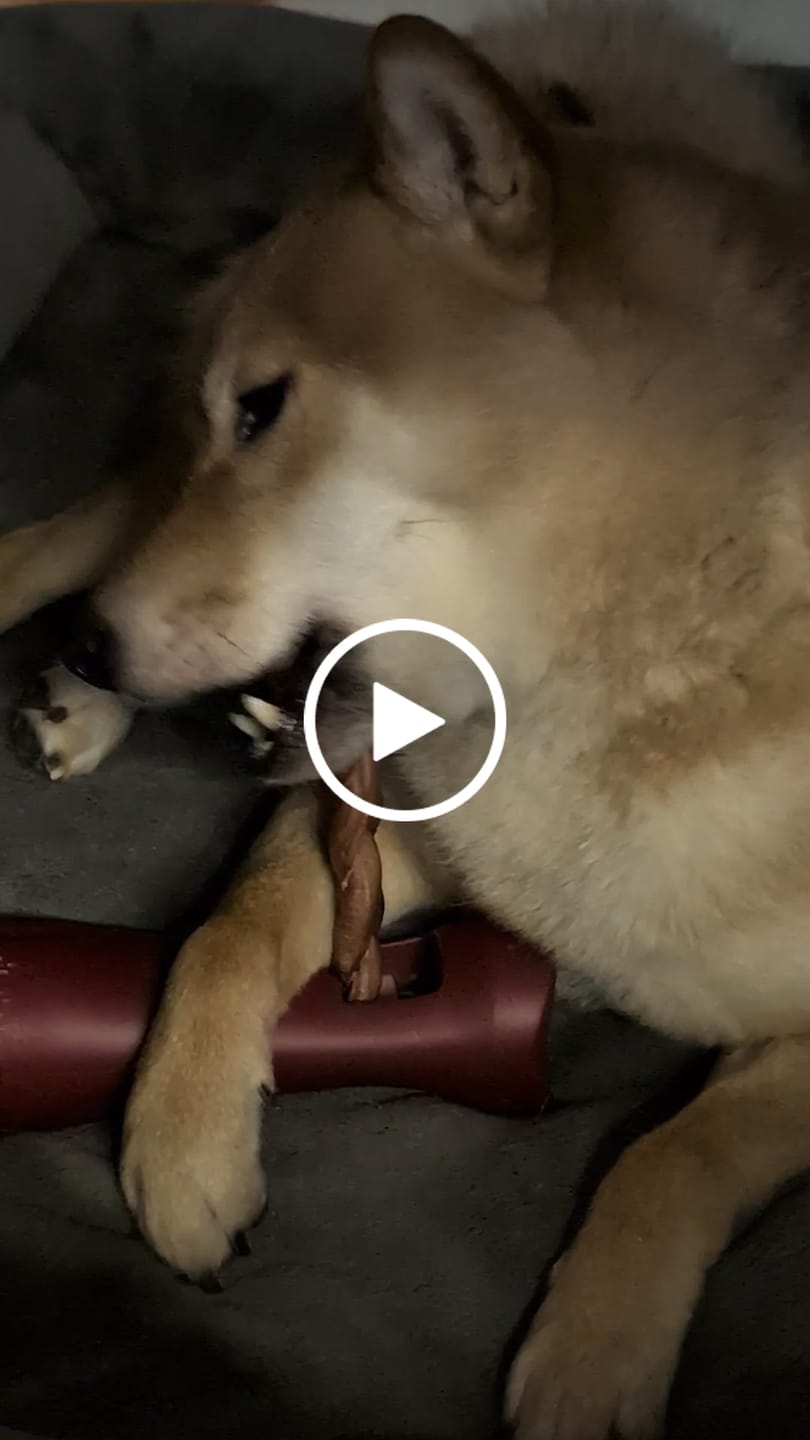 Customer video review of 6 Inch Standard Braided Bully Stick