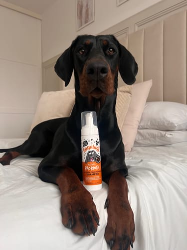 Customer photo review of Pre, Post + Probiotic No Rinse Shampoo