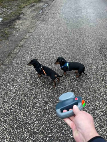 Customer photo review of DuoWalk Csavarodásmentes Dupla Automata Póráz 360° Mechanizmussal