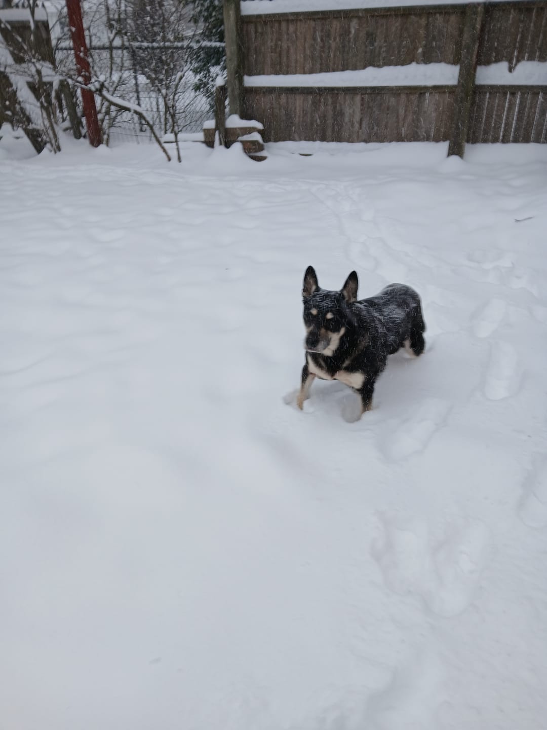 Customer photo review of KING KALM 600mg CBD with Copaiba, Krill Oil and DHA for Dogs & Cats