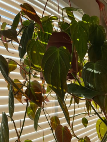 Reviewer's lush Philodendron Micans plant with long vines hanging in a pot by a window.
