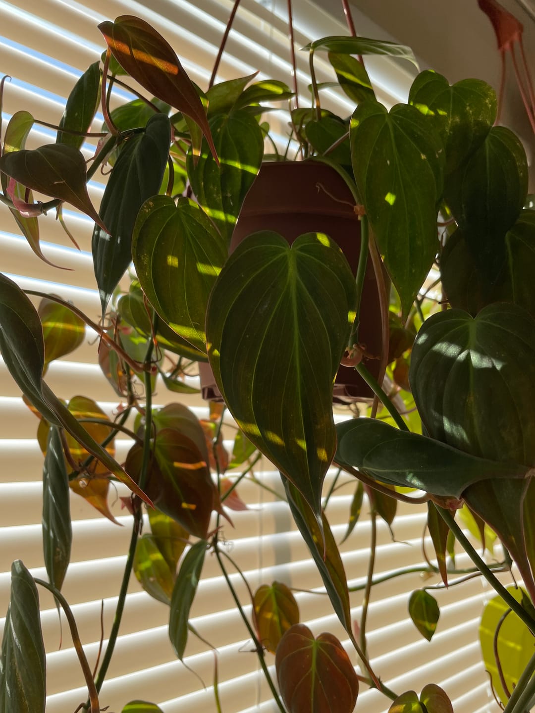Customer photo review of Philodendron hederaceum 'Micans'