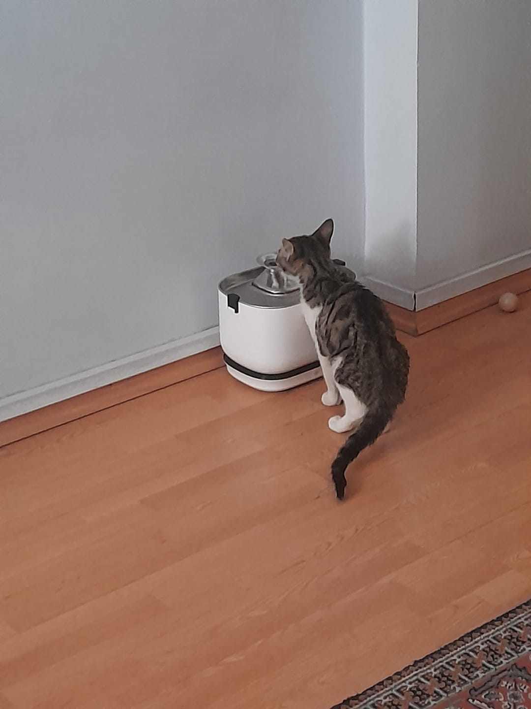 Customer photo review of Kedi Su Pınarı | Kablosuz, 5200mAh, Mobil Kontrol, 2.5L, Paslanmaz Çelik Tepsili, Su Çeşmesi (X8653)