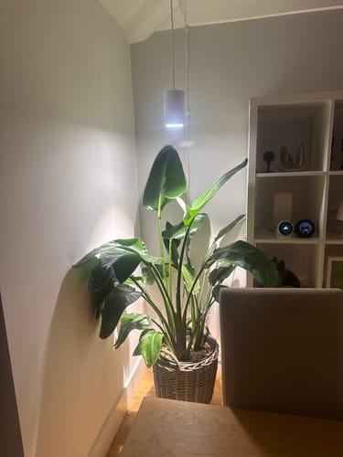 Customer photo review of Claria Grow Light x2 Pack Bundle