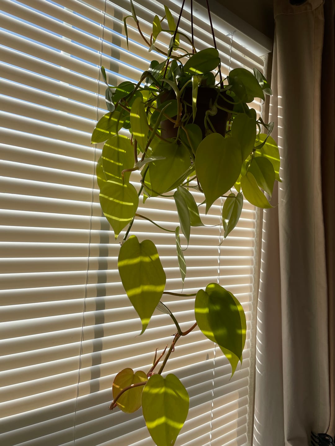 Customer photo review of Philodendron hederaceum 'Lemon Lime'