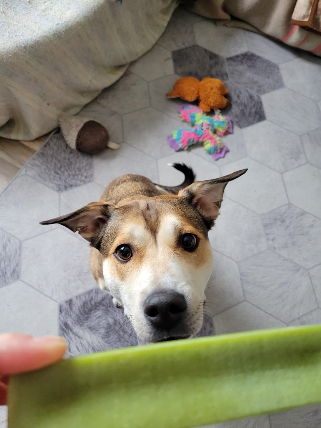Customer photo review of Mint Himalayan Yak Chew (MEDIUM)