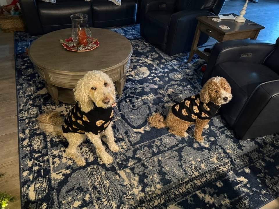 Customer photo review of Broken Teddy Bear Knit Dog Sweater - Black
