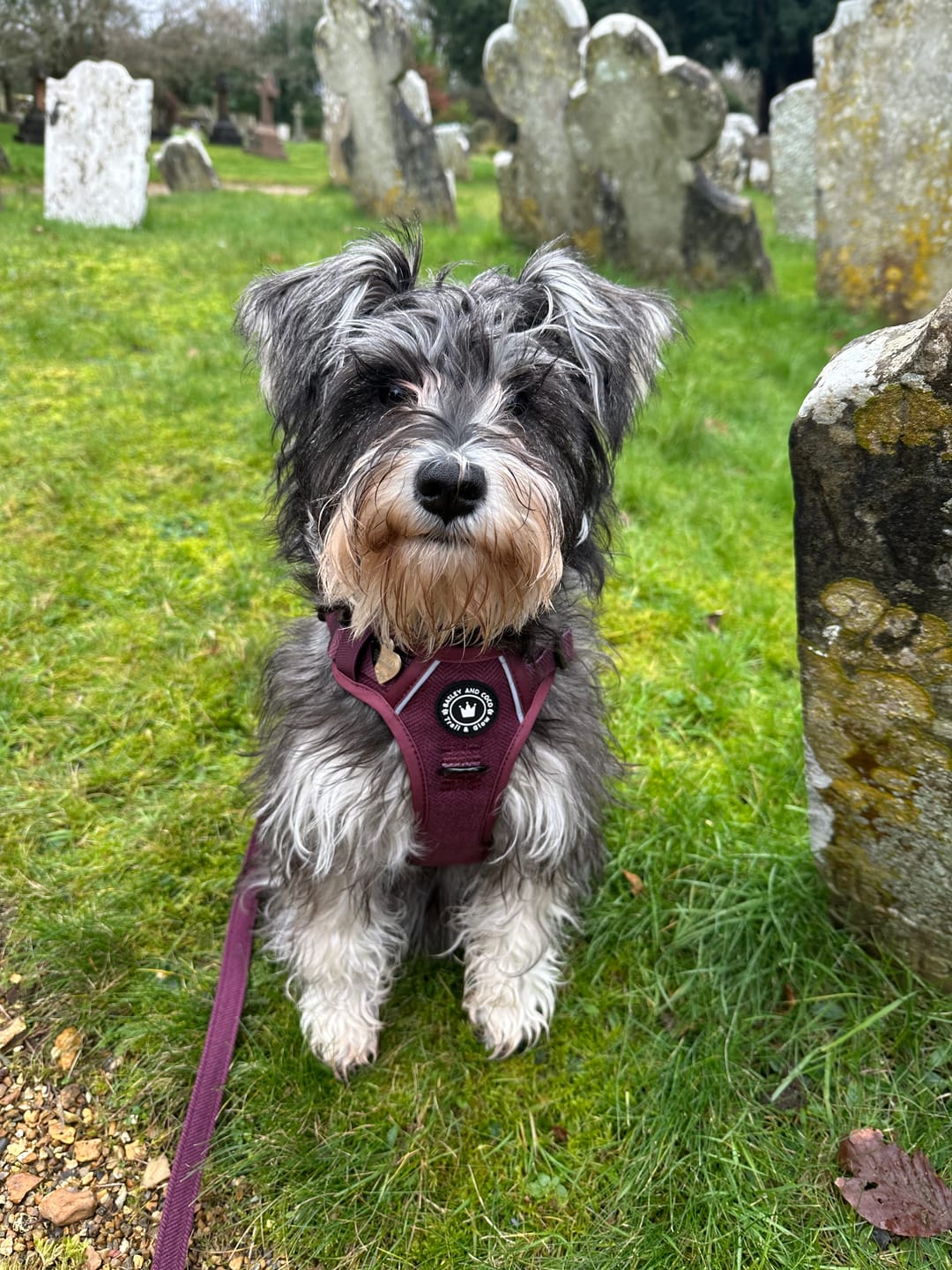 Customer photo review of Trail & Glow® Dog Harness - Mulberry Tweed