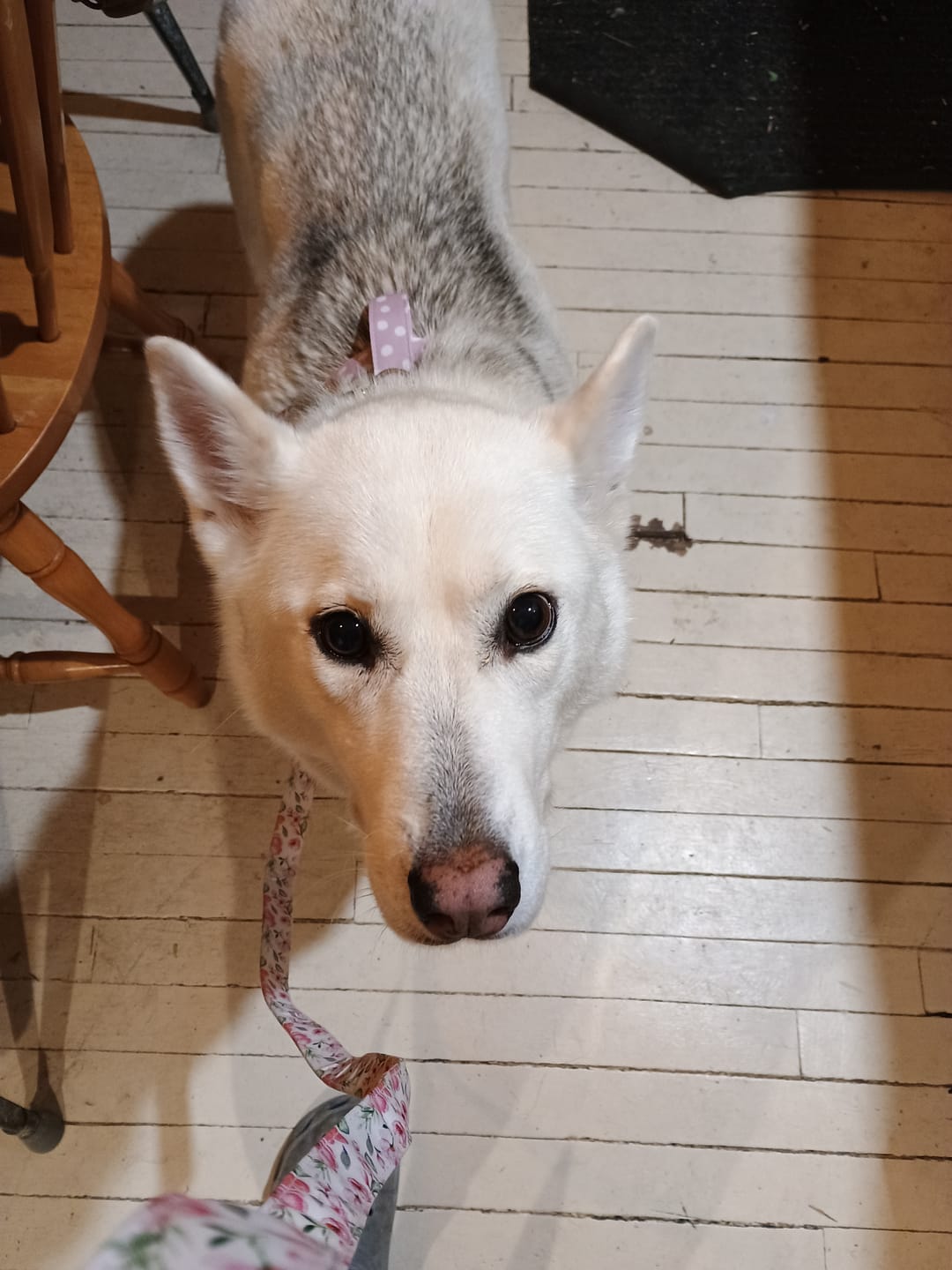 Customer photo review of Mystery Box - Dog