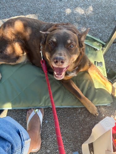 Customer photo review of Transformable Pet Living Mat