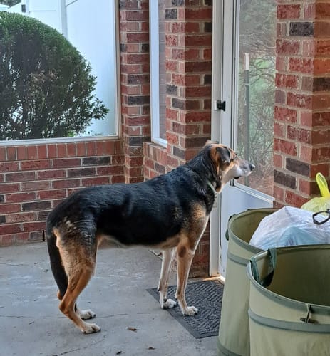 Customer photo review of Iron Paws Premium Dog Supplement