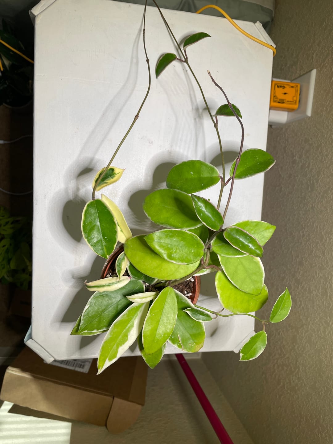 Customer photo review of Hoya carnosa 'Krimson Queen'