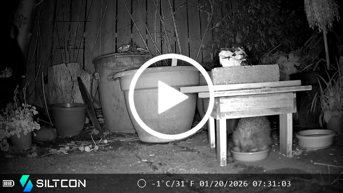 Customer video review of Siltcon® Wildcamera Nachtzicht en wifi 4K