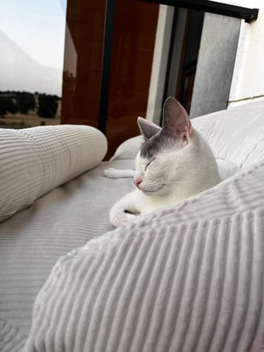 Customer photo review of Felix Puf Fildişi XL