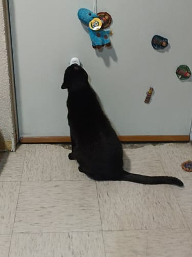 Customer photo review of CT3044 1 Pieza De Catnip Para Mascotas