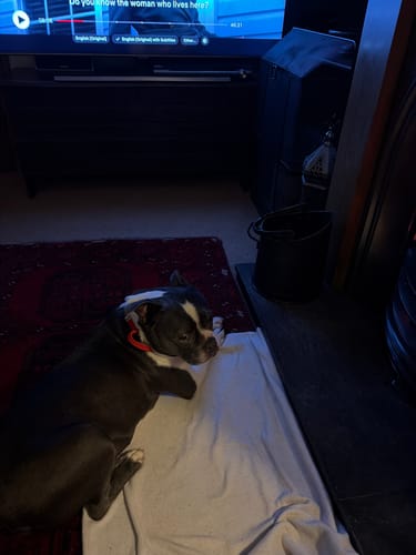 Customer's Boston terrier resting comfortably on the floor wearing the red Combat® Collar.