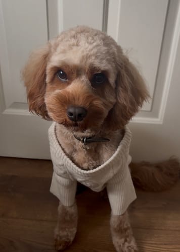 Customer photo review of Marshmallow | The Capsule Cable Knit