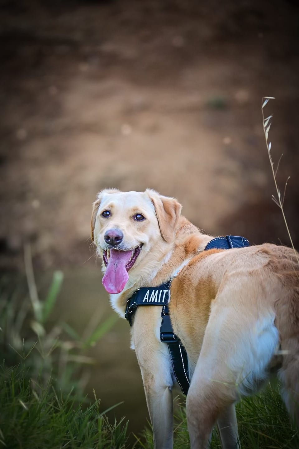 Customer photo review of No Pull Harness Complete Set