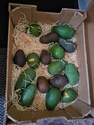 Kunde zeigt die offene Box des Avocado Baby-Mix, gefüllt mit verschiedenen kleinen Avocados auf Holzwolle.