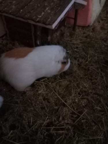 Customer photo review of 🍓Snack Balls Premium – Himbeere - kleine Leckerbissen