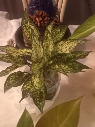 Reviewer's full Aglaonema 'Osaka' plant, showing its healthy, speckled green and white leaves.